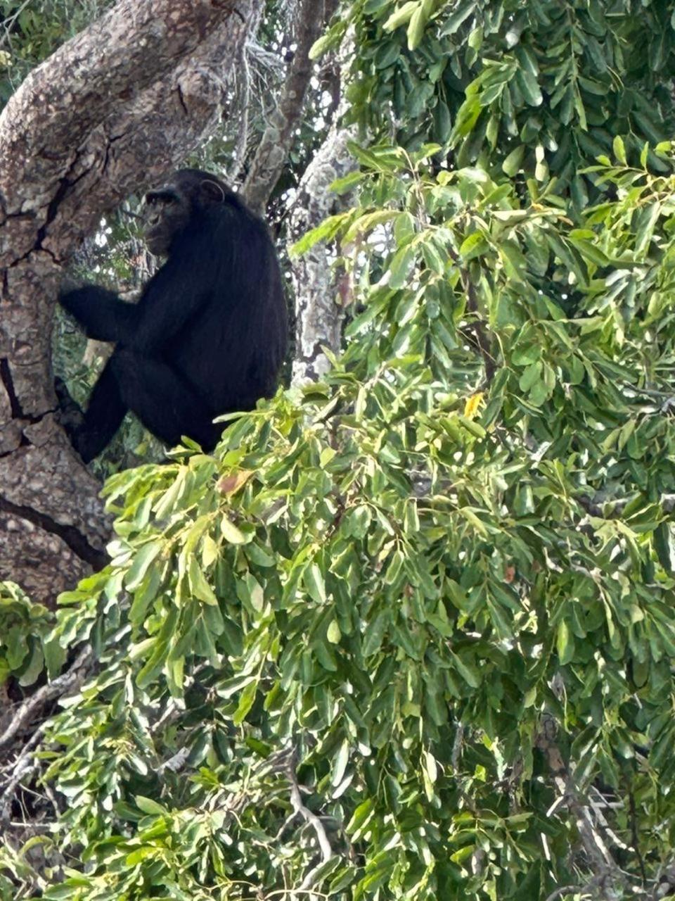 Pombo Kunda Villa Sanyang Eksteriør bilde